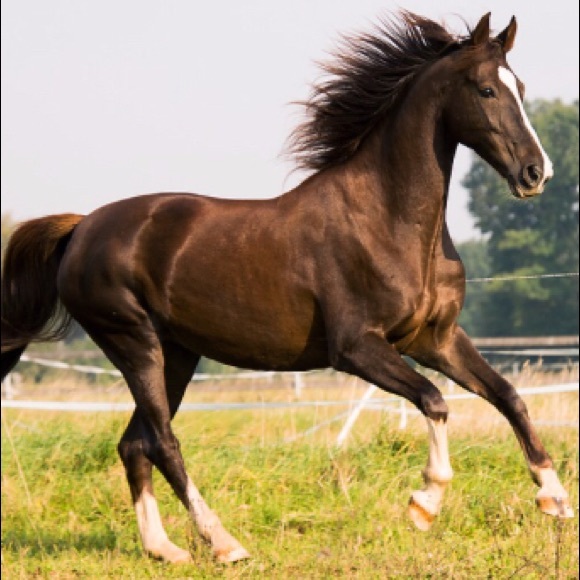 Meet the Posher Other - Meet your Posher, Peighton